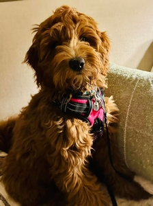 F1 Mini Goldendoodle Willa Bean of Sage & Tyke